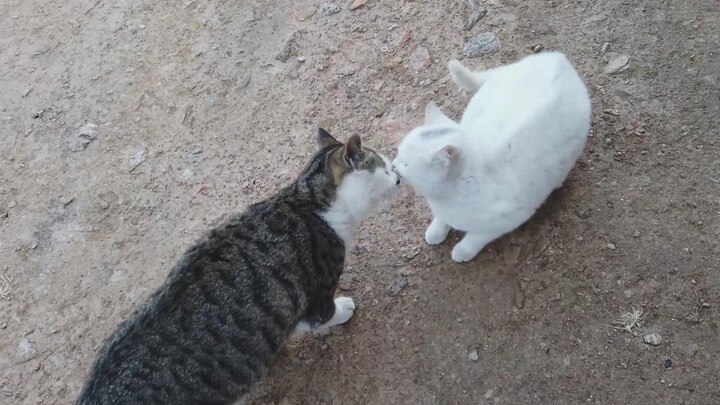 After 85 days, they finally reunited—two little wild kittens are back together! They'll never be apa