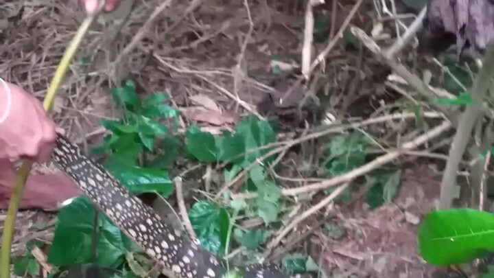 Malaking bayawak nahuli sa tabi ng ilog😱