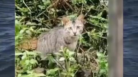 meowoo meooowwww