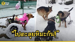 สาวใจดีรับเลี้ยงน้องหมาพิการ 6 ตัว สัญญาเติมเต็มส่วนที่ขาดด้วยรัก | Dog's Clip