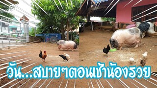 สวัสดีตอนเช้า...จ้าทุกคน🐖วันสบายๆของน้องรวย🐷