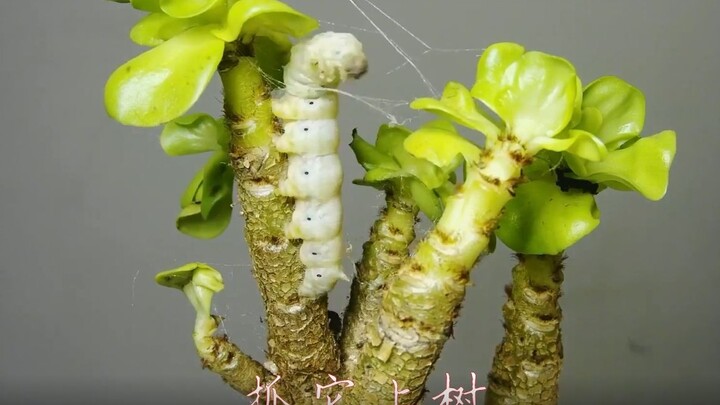 Fotografi time-lapse merekam seluruh perjalanan hidup ulat sutra yang bertapa.