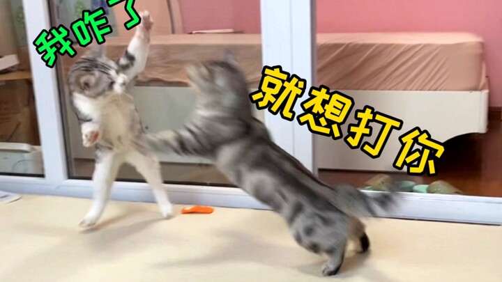 Seberapa singkat kasih sayang seorang ibu kucing? Tahun lalu masih digendong di telapak tangan, tahu