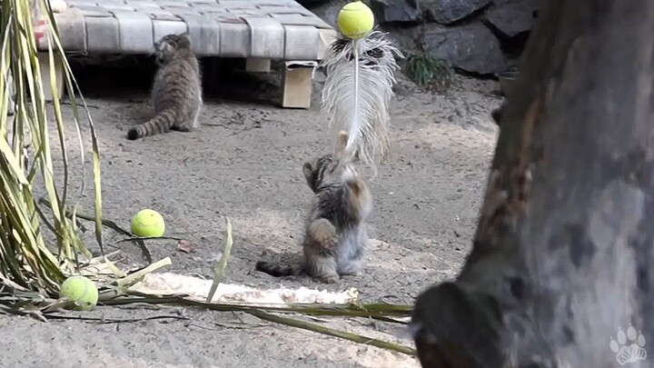 马努尔 | Manul kittens play with a feather