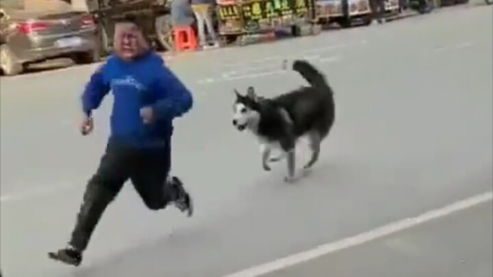 Husky: Ayo bermain denganku! Anak: Jangan datang! ! !