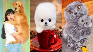 Chó Phốc Sóc Mini - Funny and Cute Dog  Pomeranian😍🐶 #19