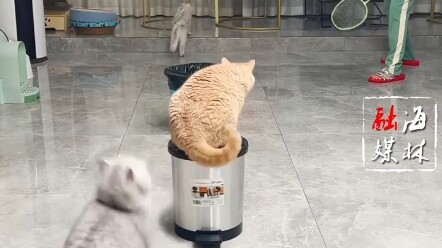 Hari ini nemu video: tuannya main bulu tangkis sama kucing, keren banget!