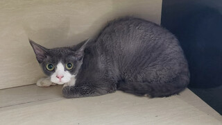 Pengumuman pencarian kucing: Tolong yang melihatnya, hubungi saya ya.