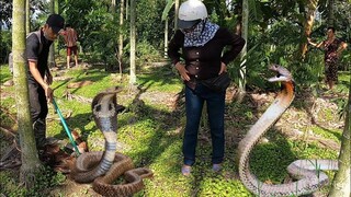 Kinh Hoàng 3 Con Hổ Mang Sống Trong Thân Cây Cau Mục - Horrified,3 cobras live in the tree trunk