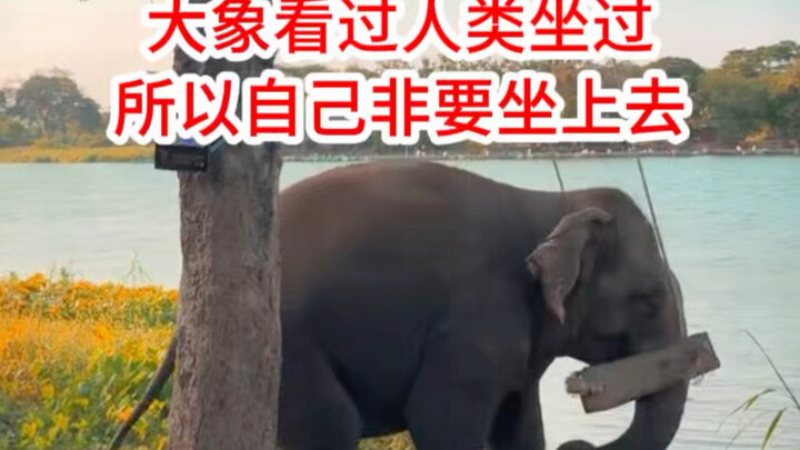 Makin gugup nih～ Gajah sangat ingin berayun seperti manusia 😂