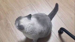 Giúp đồng nghiệp cho mèo ăn nhưng lại không gọi được điện thoại, đúng lúc đang loay hoay mãi không t