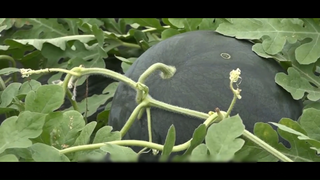 Dưa hấu đen sao lại hiếm như vậy #doisong