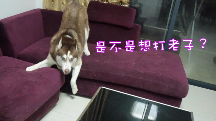 Apa yang akan terjadi kalau kamu memuji anjing husky dengan nada yang sangat keras?