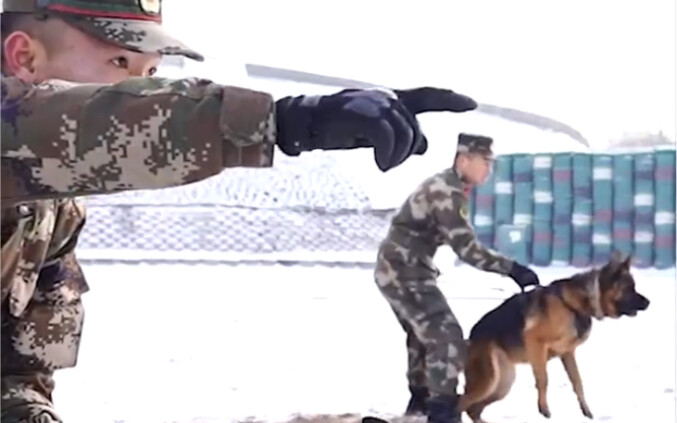 Your Family’s Beloved Dog vs. the Military’s K9!