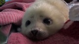Vlogs of A Baby Seal from 7 Weeks after Birth till Now