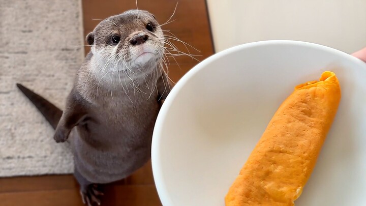 A picky little otter who only eats boiled eggs and not fried eggs