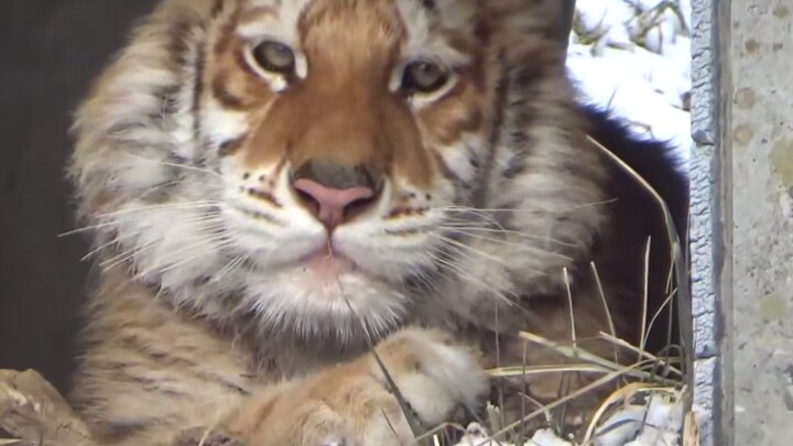 【Rira】Little Golden Tiger Has a Fluffy Big Face