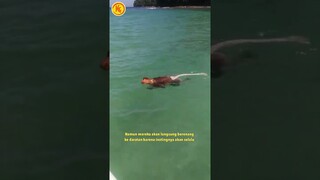 APAKAH KONG BISA BERENANG?