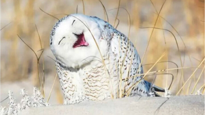 Senyuman dari Burung Hantu Salju dapat berarti hidup atau mati!