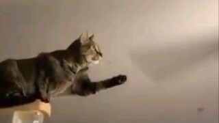 Mèo: Sự tò mò đang giết chết tôi