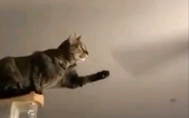 Kucing: Rasa ingin tahu membunuhku