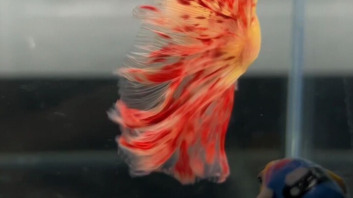 Ikan Cupang Halfmoon Cocok untuk Turnamen – Spesies Akhir Zaman Berbintik Darah