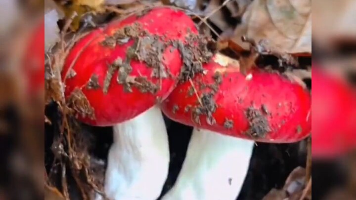 มีใครรู้บ้างว่านี่คือเห็ดอะไร?