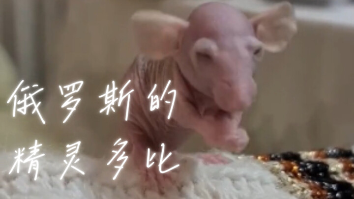 Dobby thần tiên của Nga