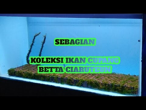 Sebagian Koleksi Ikan Cupang Betta Ciaruteun