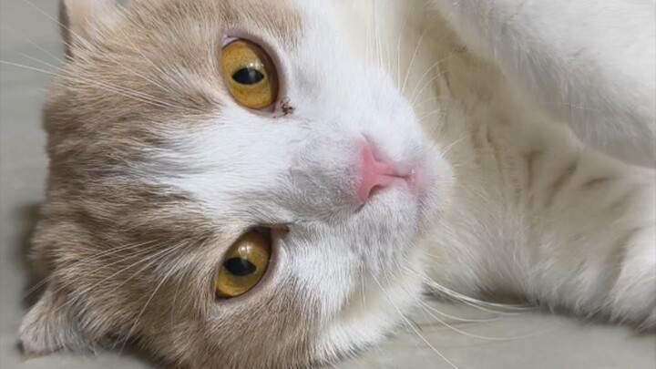 พ่อทำไร #cat #catsofinstagram #cats#catstagram#catlover #catlovers#instacat#meow #kitten #kittens #c