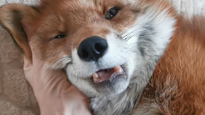 Fox: Whatever happens, just cry “waaah” and you’re good to go!