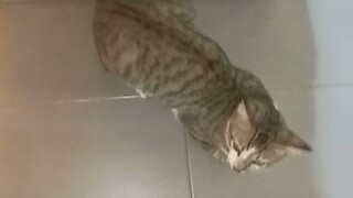 Akhirnya Tina Pulang Lapar Kerumah Makan • Pukul 07:51:02 WIB