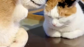 The Shiba Inu deliberately imitates the cat by putting its paws in its pockets, and the cat is very 