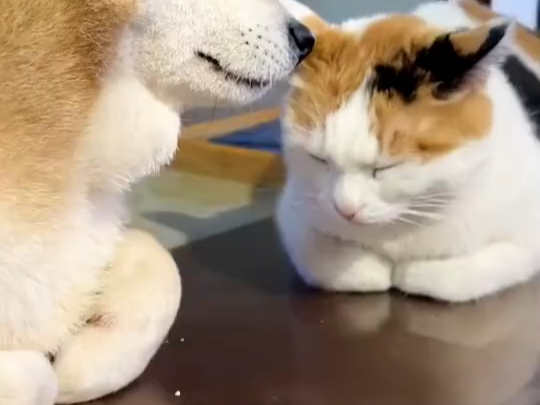 柴犬故意学猫咪揣手手，猫咪很生气