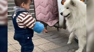 Smiling Angel Samoyed