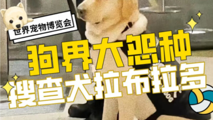 Thật không ngờ, hóa ra trong thế giới loài chó cũng có sự bất công sao? Chú Labrador đúng là khổ thâ