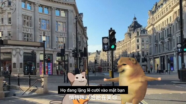 Con chó con mèo độc thân