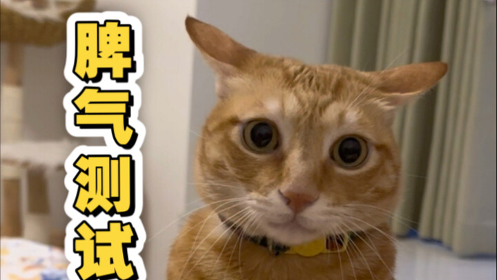 Tes Sifat Kucing — “Siapa Kucing yang Baik?”