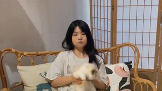 Hãy cùng chúc mừng em gái đã sinh ra một chú mèo Ragdoll nhé~ Tôi thề là em ấy đã tự nguyện làm điều