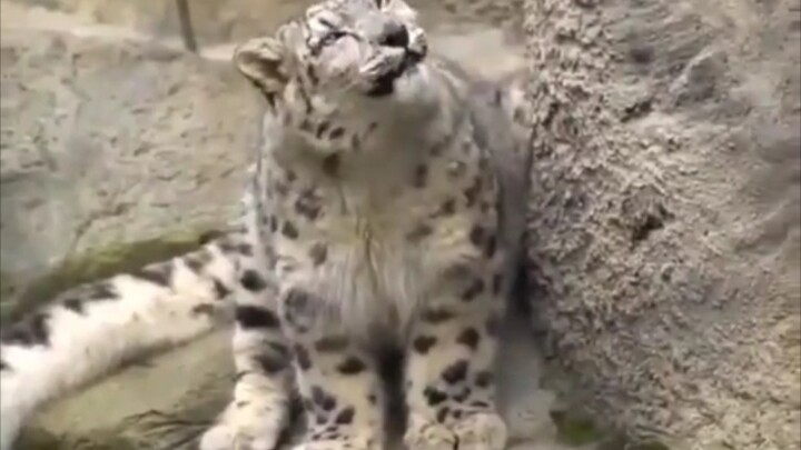 Waste Two Minutes of Your Life Listening to a Snow Leopard Roar