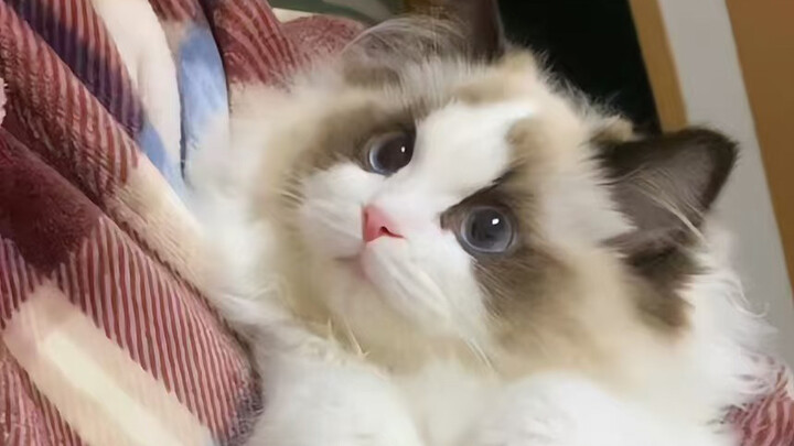 Look! This is the little cat I’ve raised in the palm of my hand!