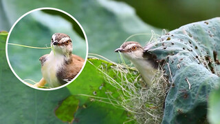 Ngay cả con chim cũng giỏi việc may vá hơn bạn!