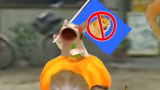 猫猫运动爆发啦！