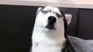 Look at the Self-disciplined Husky!