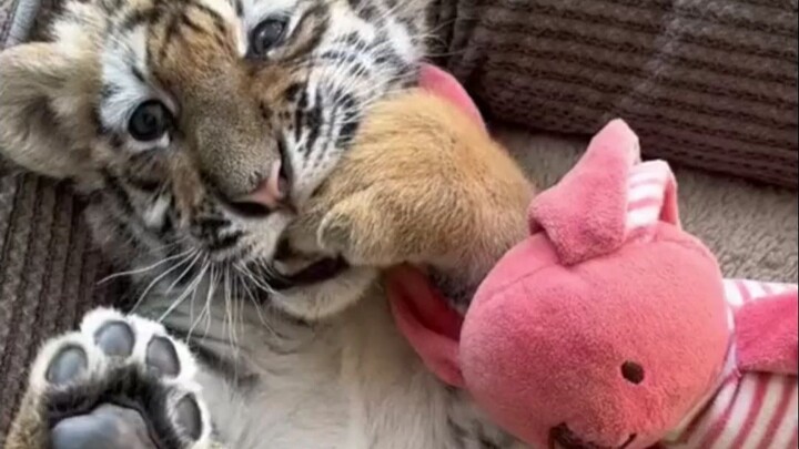 There’s a gap between tigers—tiger, Palace Million, baby animals, and adorable contrasts.