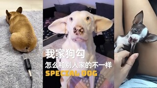 我家的狗勾怎么和别人家的不一样呀？