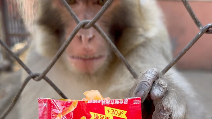 猴生最爽的事莫过于吃一整包魔芋爽了