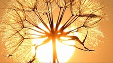 ความผิดหวัง