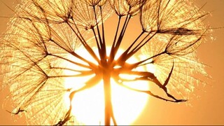 ความผิดหวัง