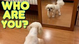 This is What Happens When A Dog Sees A Mirror for The First Time ( Cute & Funny Shih Tzu Dog Video)